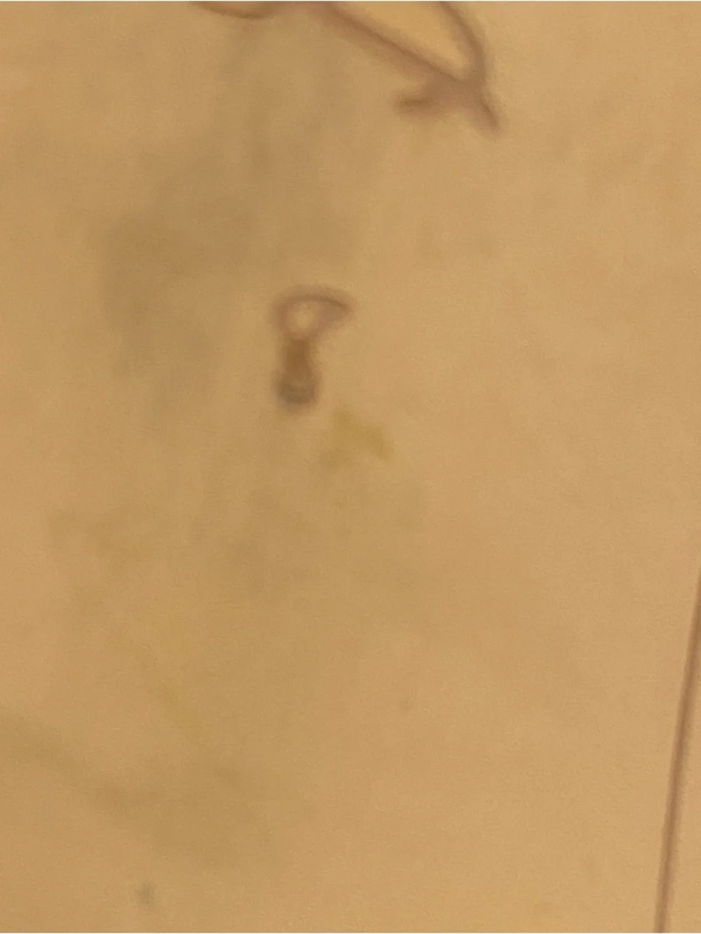 Sam Edelman Dark Navy Almond Toe Horse Leather Bit Loafer Shoes Size 8. - Picture 9 of 14